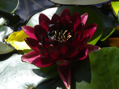 Nymphaea Almost Black